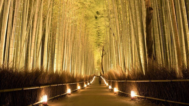 Enchanting Hanatouro Night Illumination Event at Arashiyama Bamboo Grove