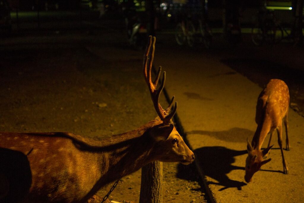 Nara Nighttime Deers: Enchanting Nocturnal Scene