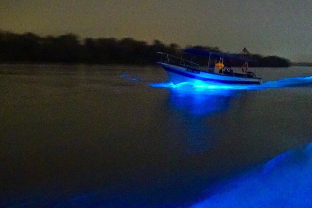 Bioluminescence along Selangor River, Kuala Selangor, Malaysia