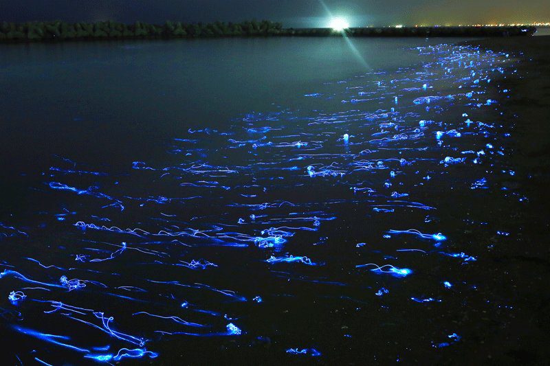 Bioluminescent Beauty of Toyama Bay, Honshu, Japan